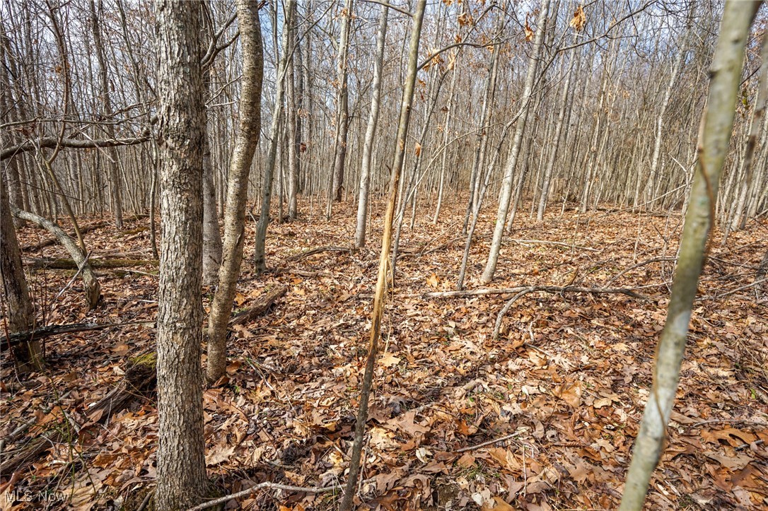 Jackson Fork Road South Webster, OH 45682 - Photo 11 of 37 View of local wilderness