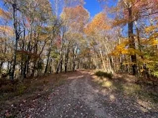 a view of dirt yard with a large tree