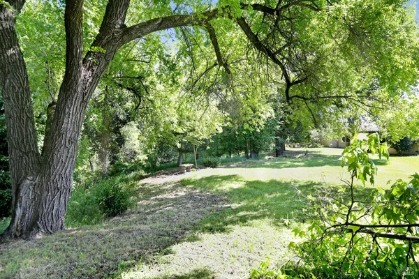 a view of backyard with large trees