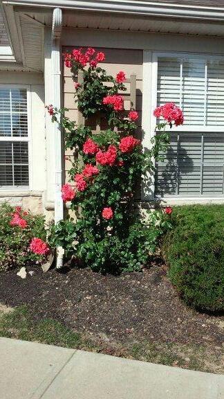 6431 Springwell Place Powell, OH 43065 - Photo 6 of 54 RoseBush1