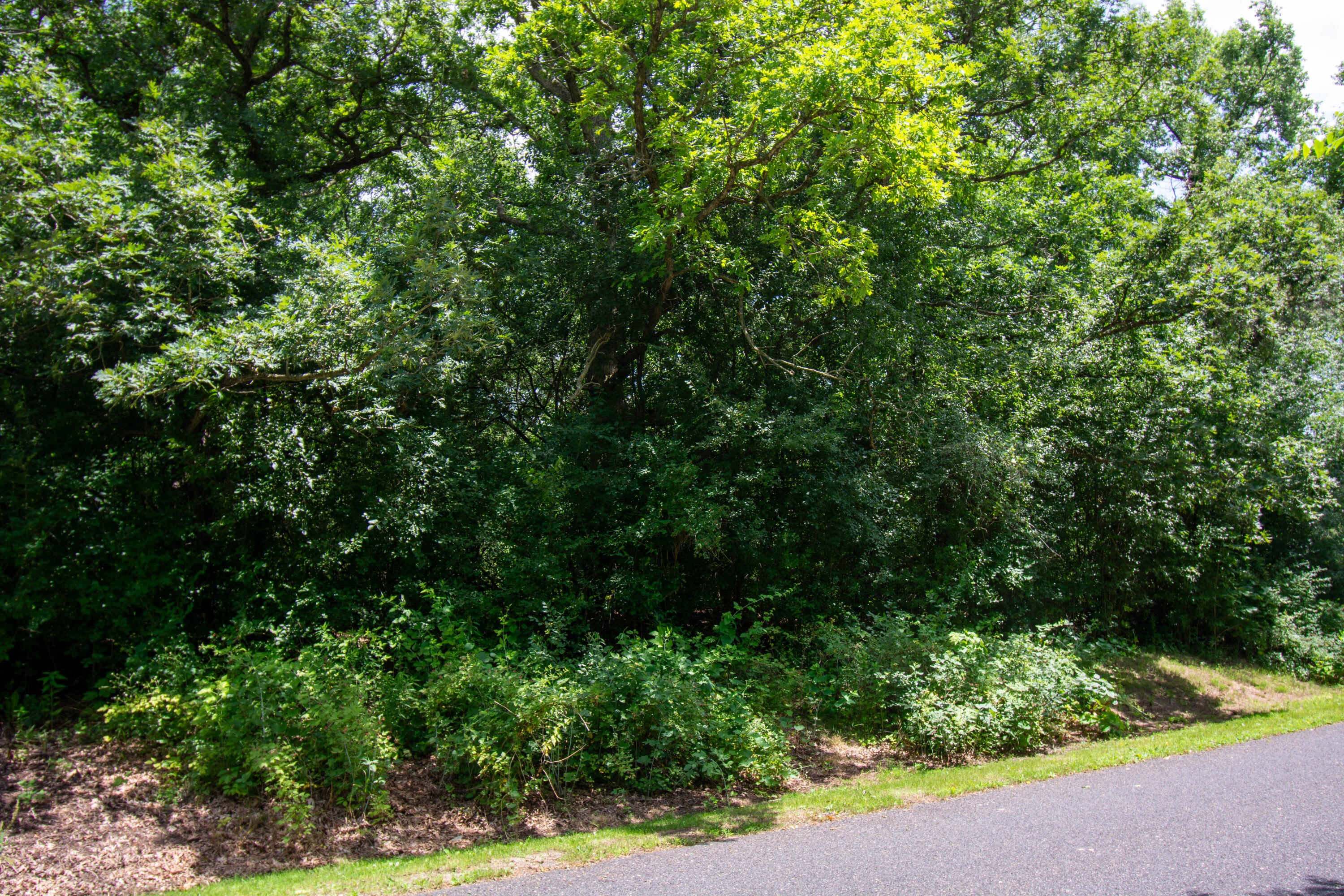 Wooded Lot