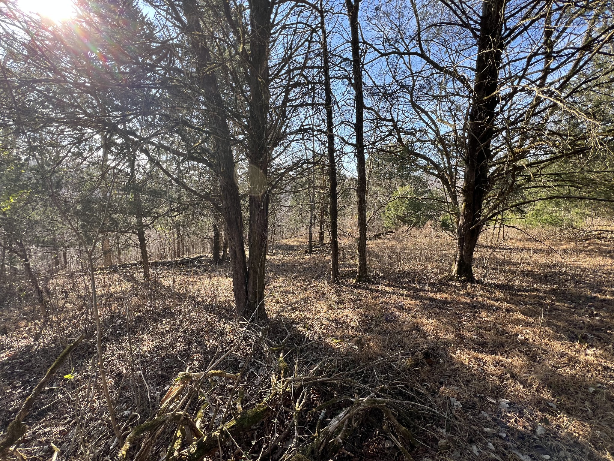 515 Big Branch Road Granville, TN 38564 - Photo 56 of 76 a view of a forest filled with trees