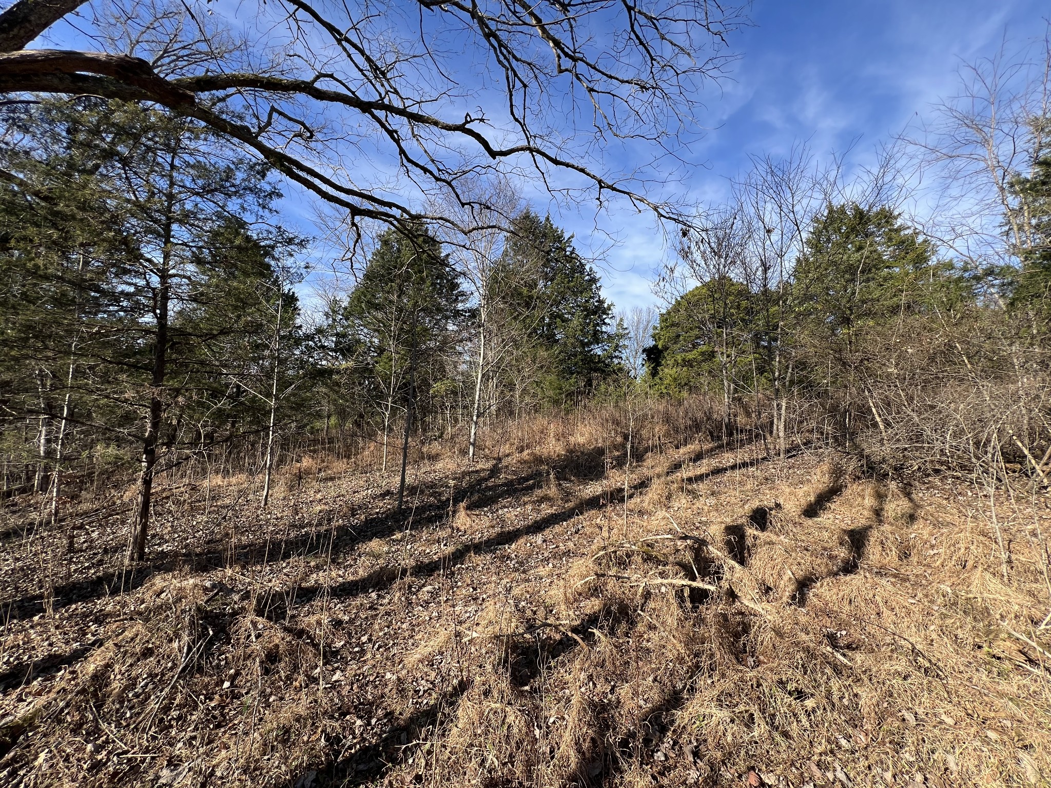 515 Big Branch Road Granville, TN 38564 - Photo 57 of 76 a view of a yard with lots of bushes