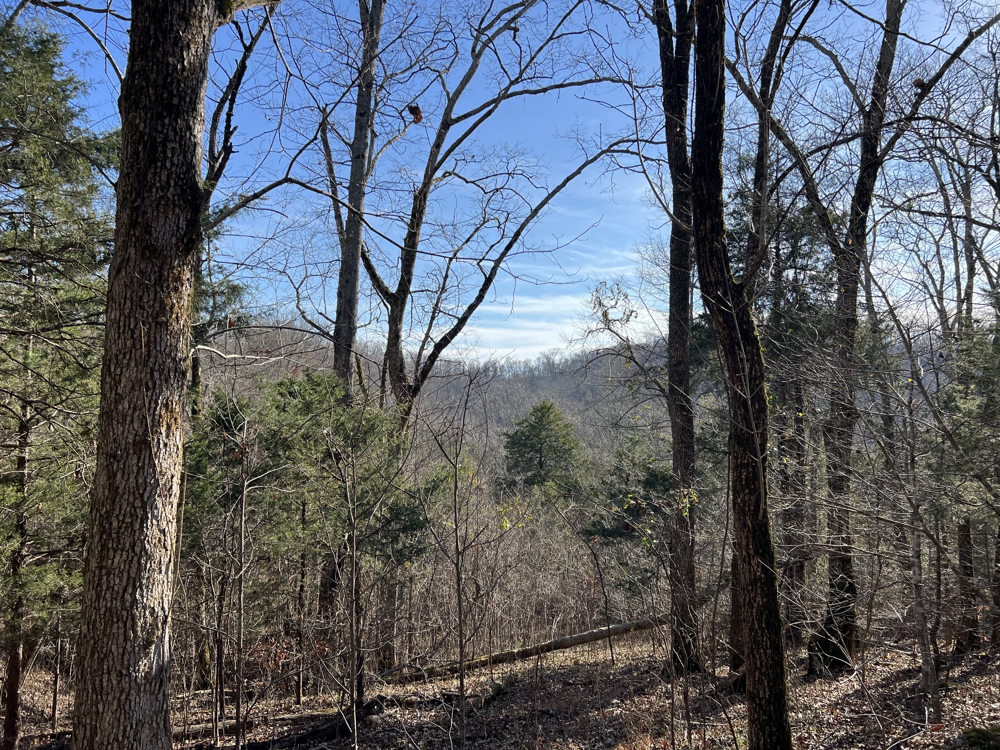 515 Big Branch Road Granville, TN 38564 - Photo 58 of 76 a view of a forest filled with trees