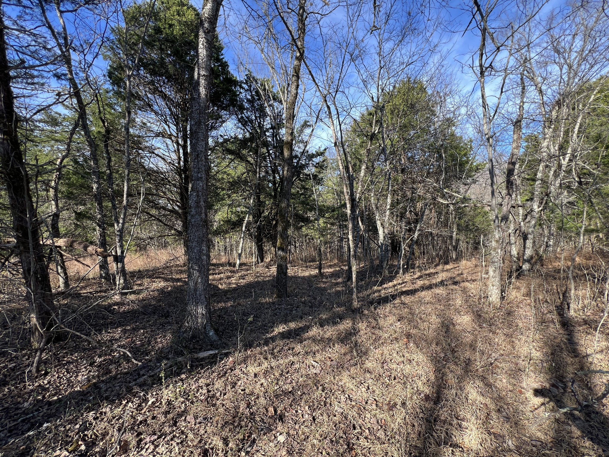 515 Big Branch Road Granville, TN 38564 - Photo 59 of 76 a view of a forest filled with trees