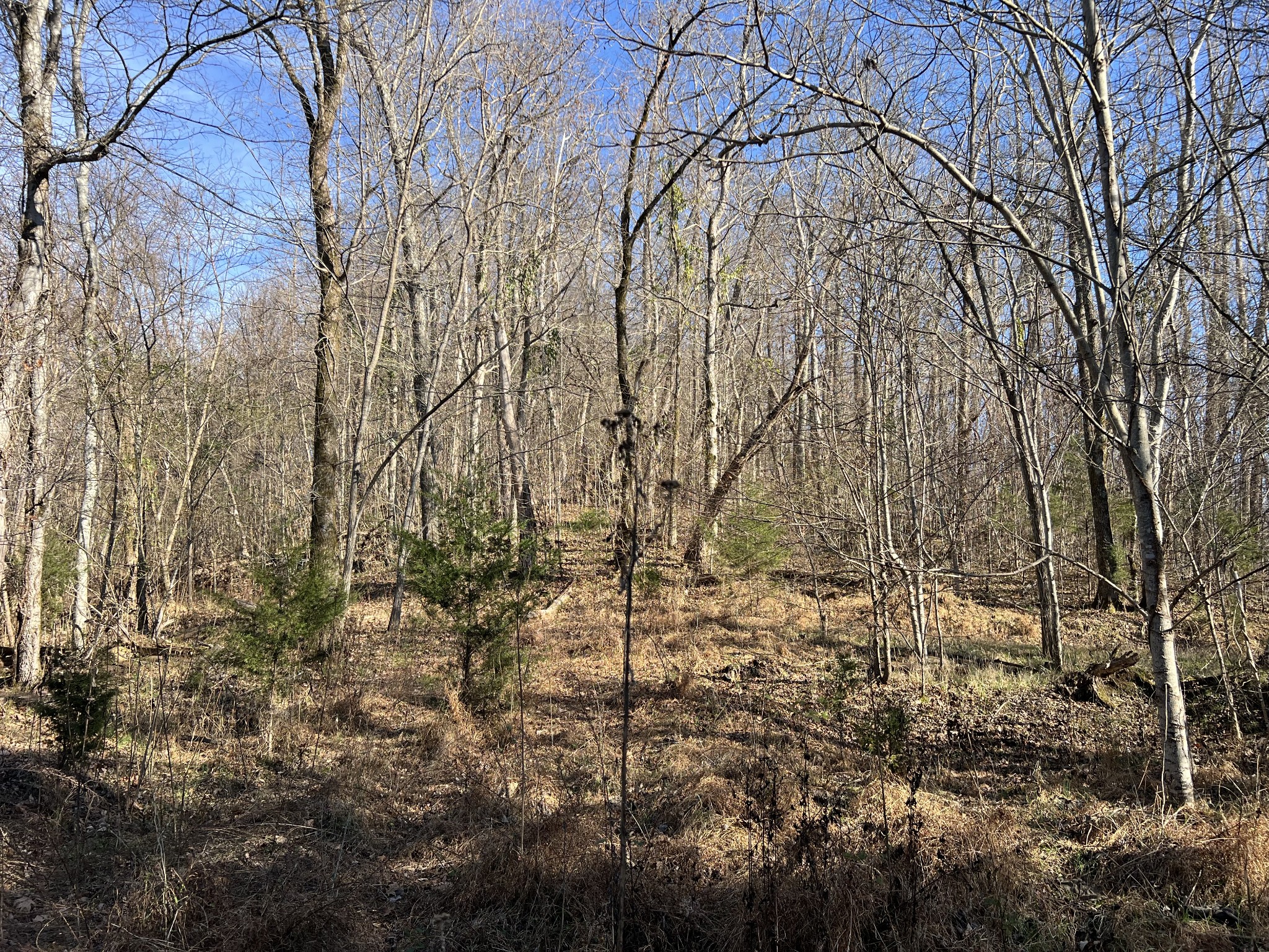 515 Big Branch Road Granville, TN 38564 - Photo 60 of 76