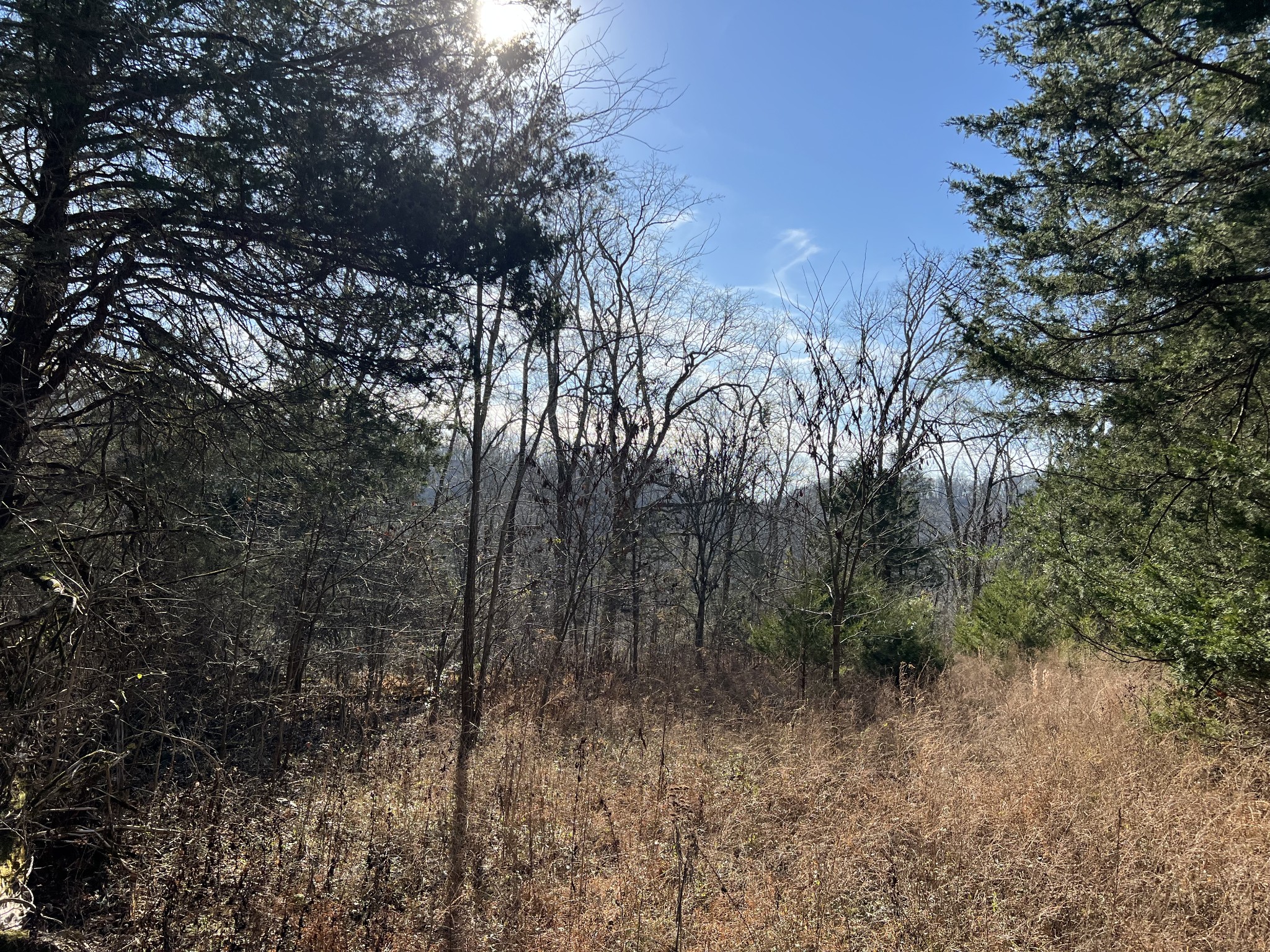 515 Big Branch Road Granville, TN 38564 - Photo 61 of 76 a view of a forest with trees in the background