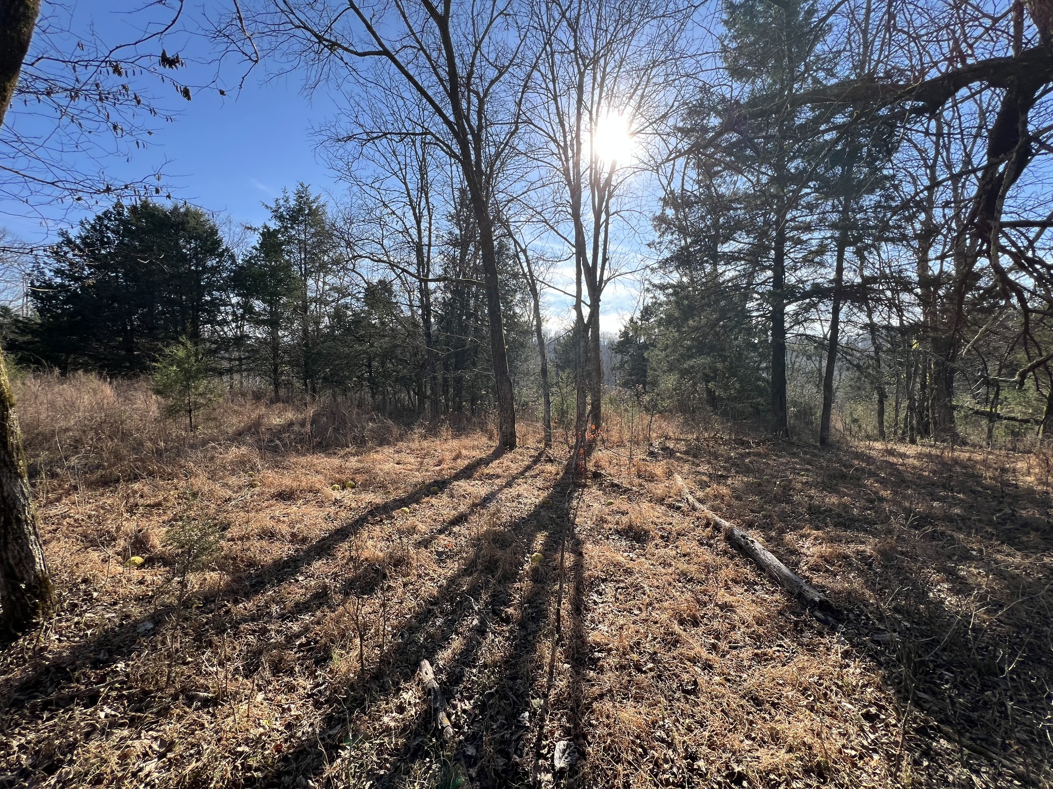 515 Big Branch Road Granville, TN 38564 - Photo 62 of 76 a backyard of a house with lots of green space