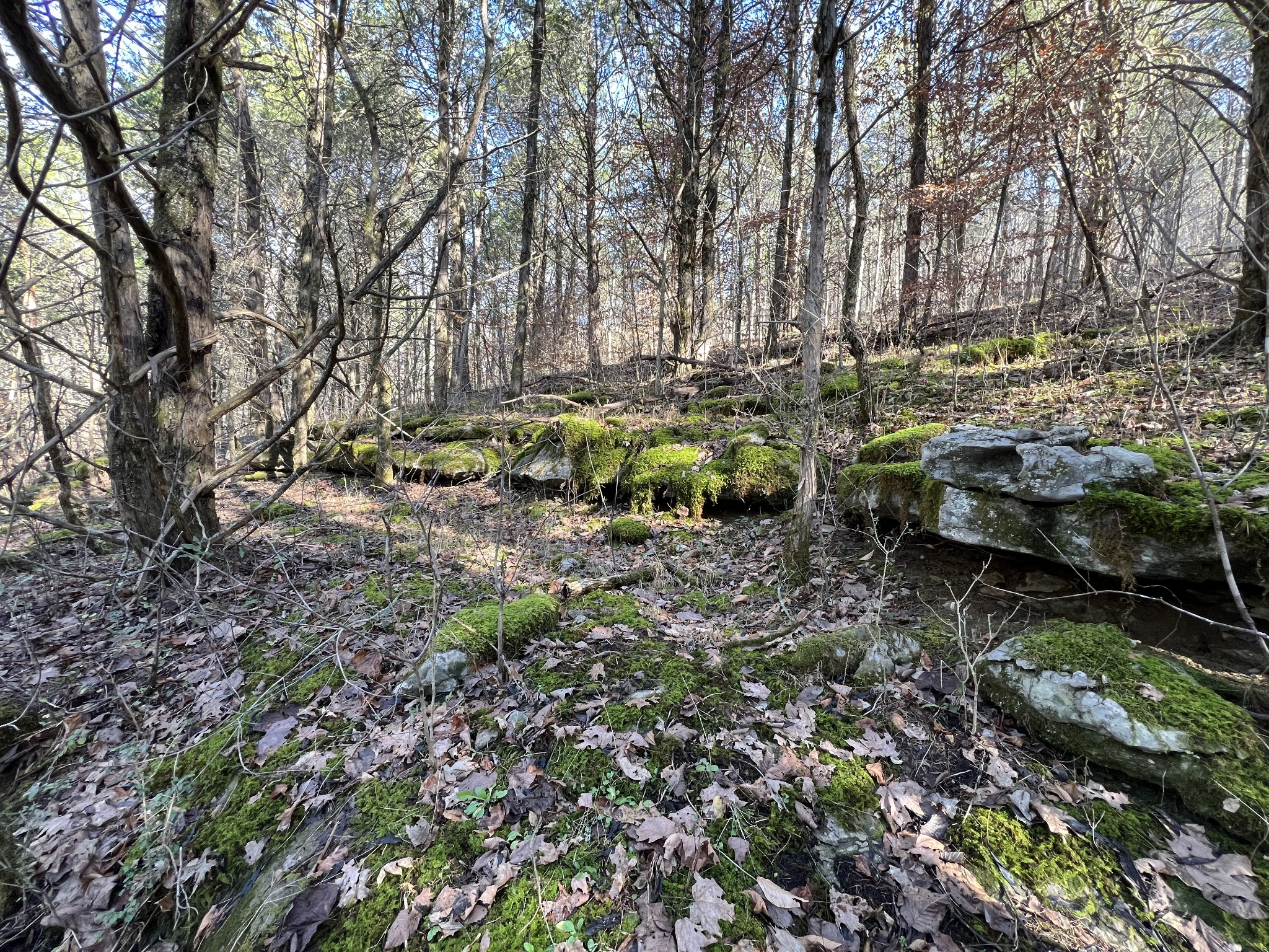 515 Big Branch Road Granville, TN 38564 - Photo 64 of 76 a backyard of a house with a yard and outdoor seating