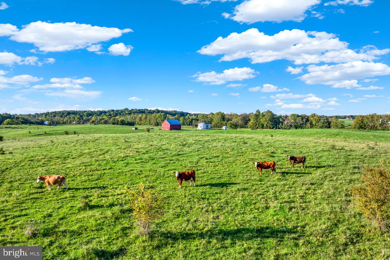 846 Pierce Road Berryville, VA 22611 - Photo 9 of 137 CATTLE & HORSE READY!
