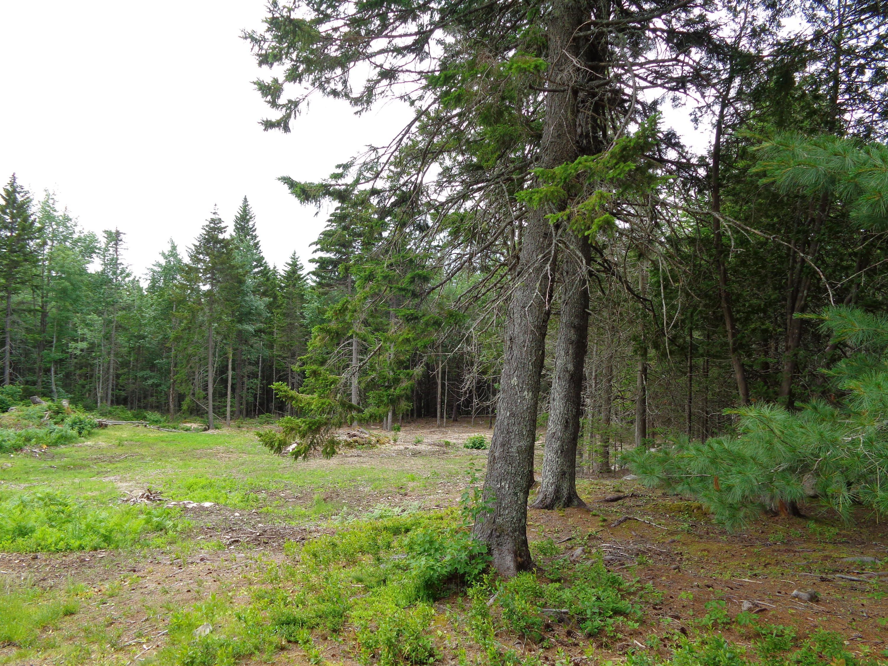19 Peninsula Road Gouldsboro, ME 04624 - Photo 66 of 72 DSC05288