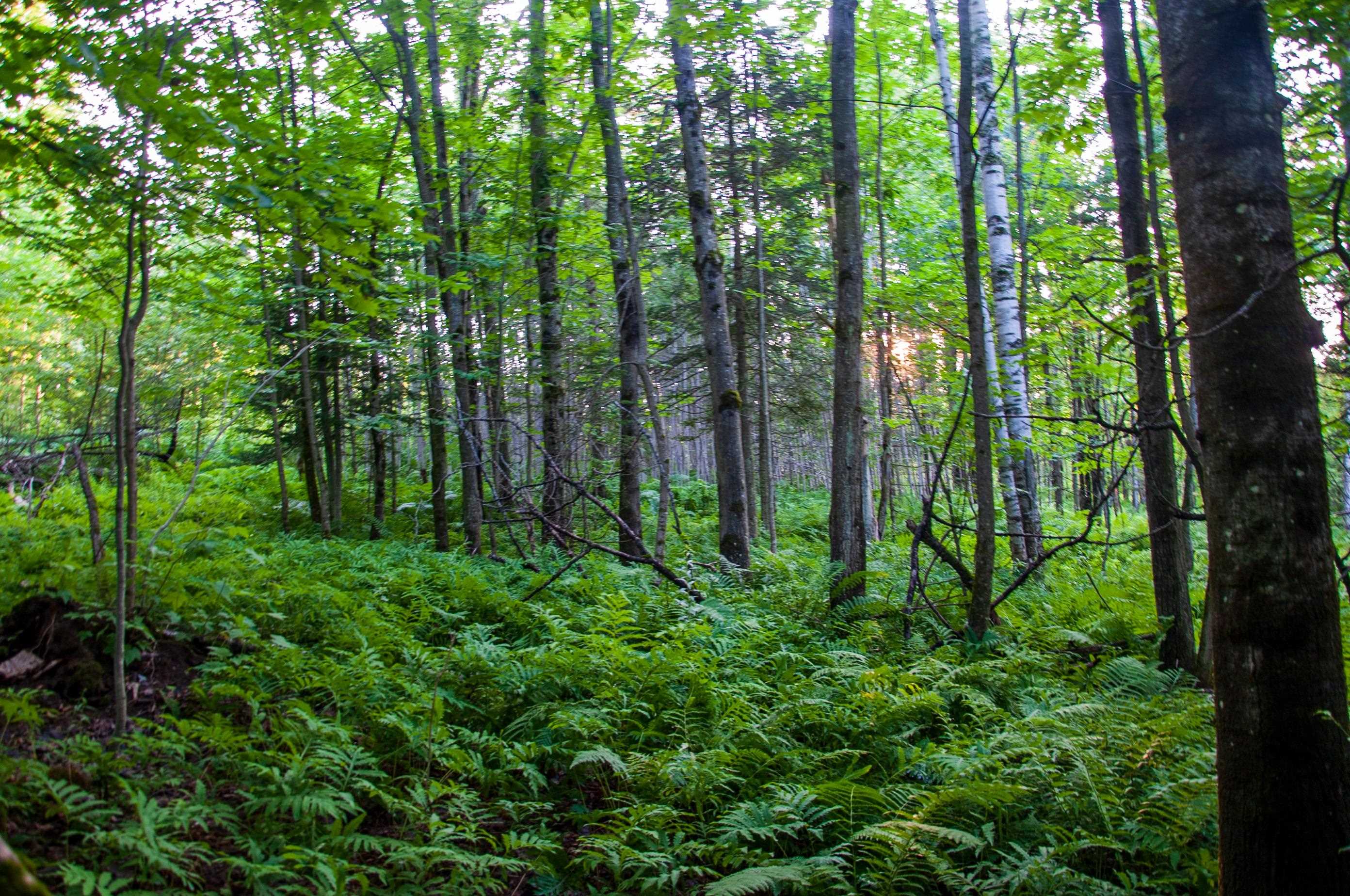 6095 Lake Road Newport Town, VT 05857 - Photo 42 of 51