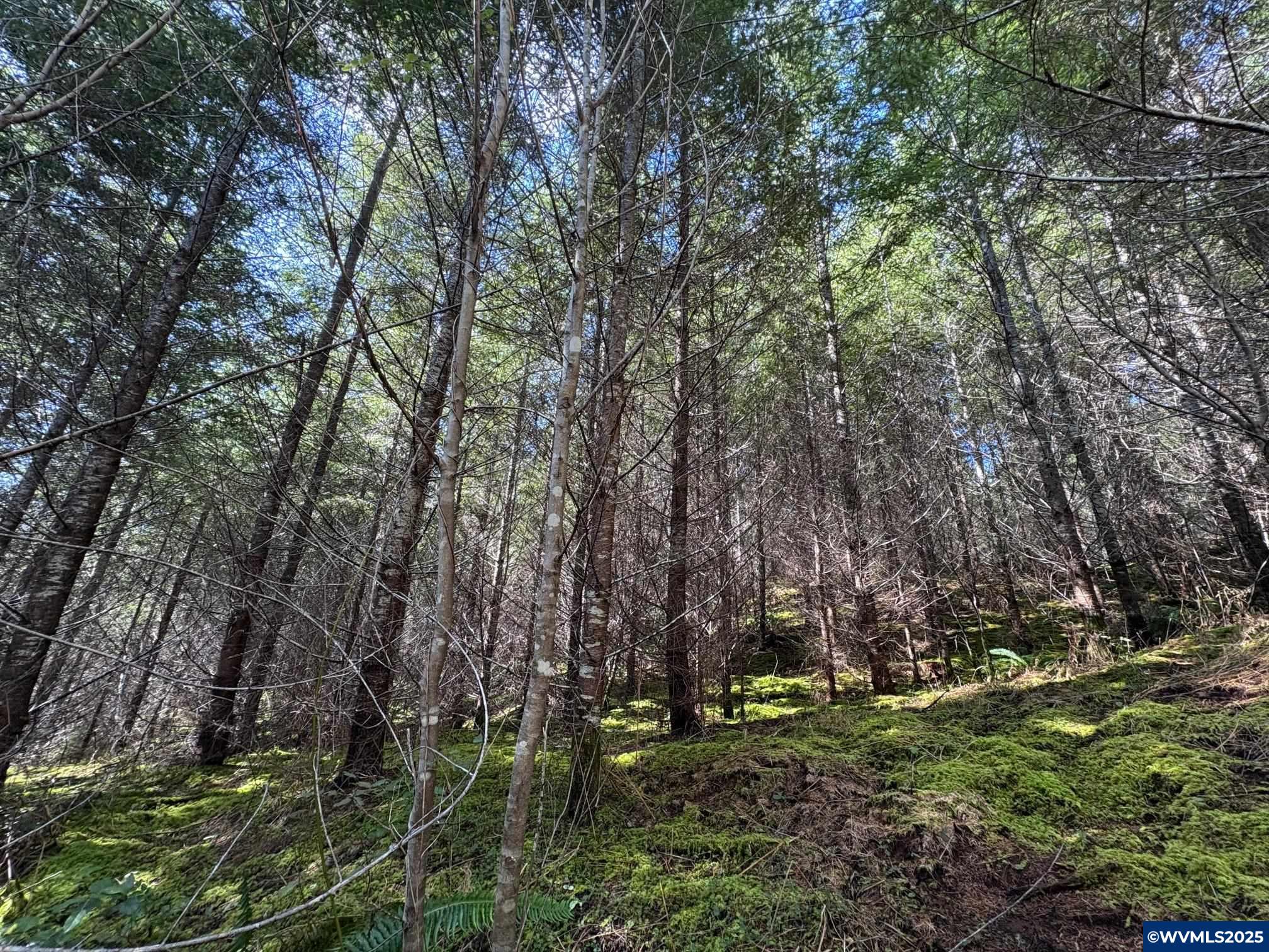 0 Boiler Creek Road Springfield, OR 97478 - Photo 26 of 26