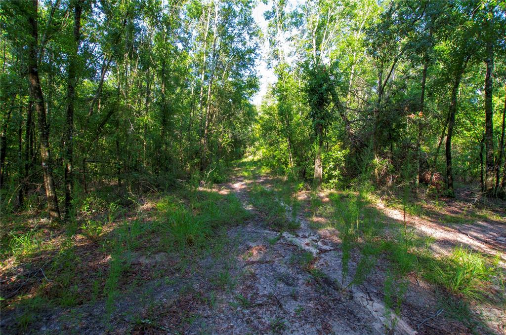 18233 185th Road Live Oak, FL 32060 - Photo 89 of 99 a view of a forest
