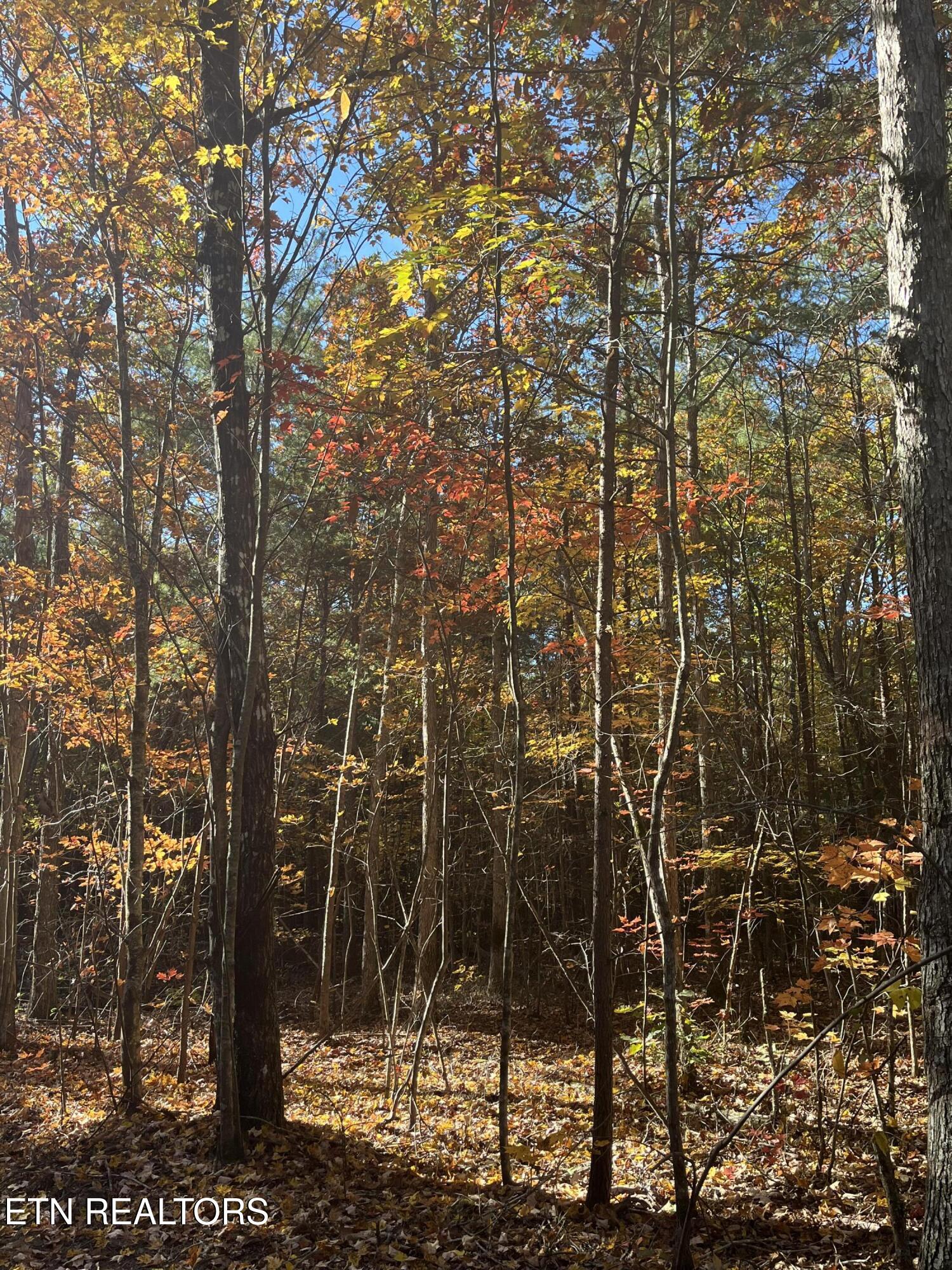 110 Cherokee Path Tellico Plains, TN 37385 - Photo 21 of 42 IMG_1640