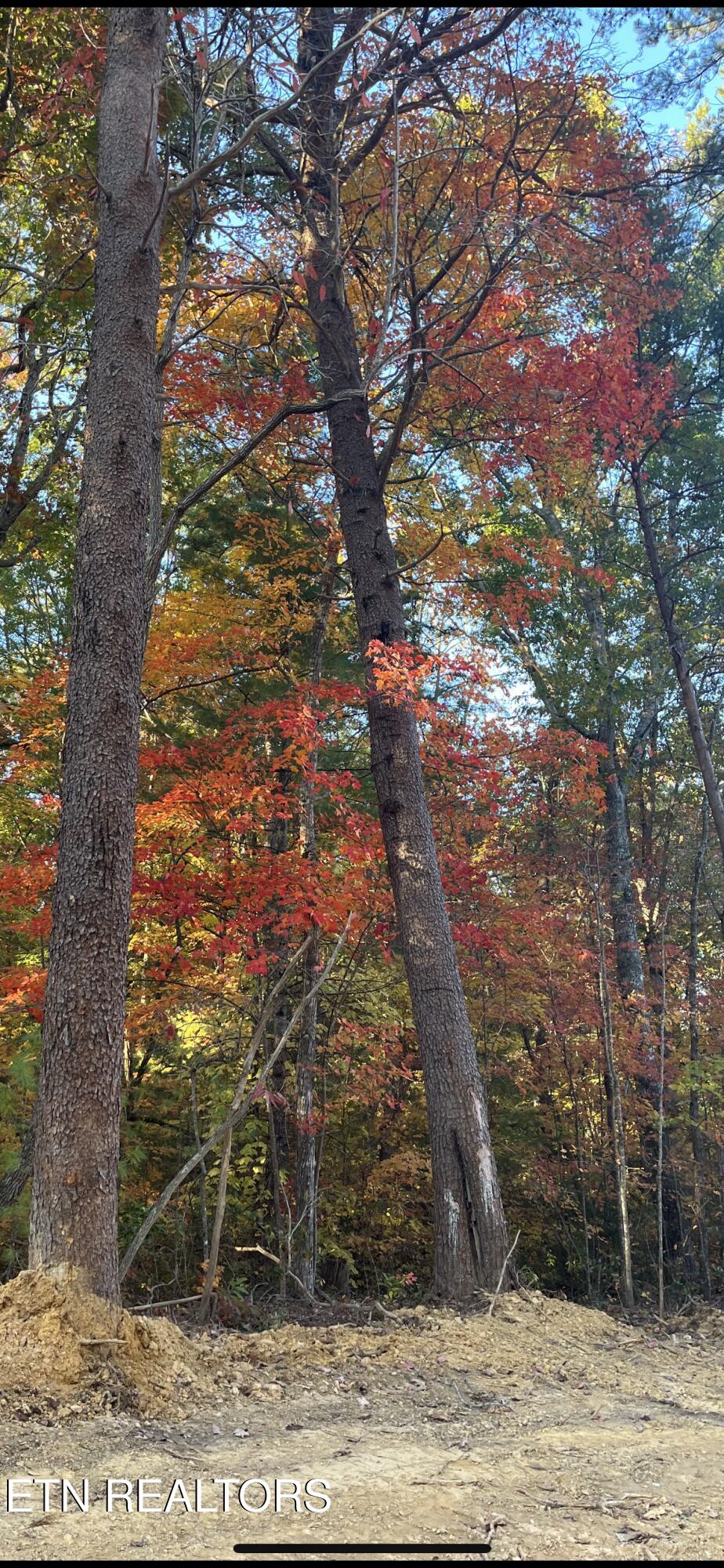 110 Cherokee Path Tellico Plains, TN 37385 - Photo 29 of 42 IMG_1757