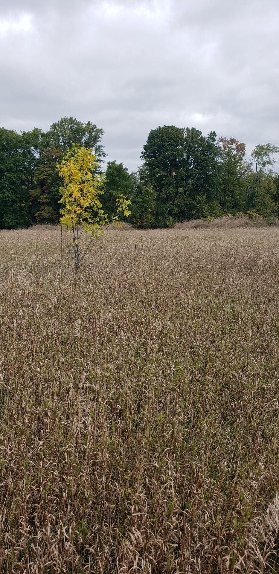 4694 Rives Eaton Road Rives Junction, MI 49277 - Photo 11 of 30 1629893F-A887-4CDF-8D13-0B3D6740C36E