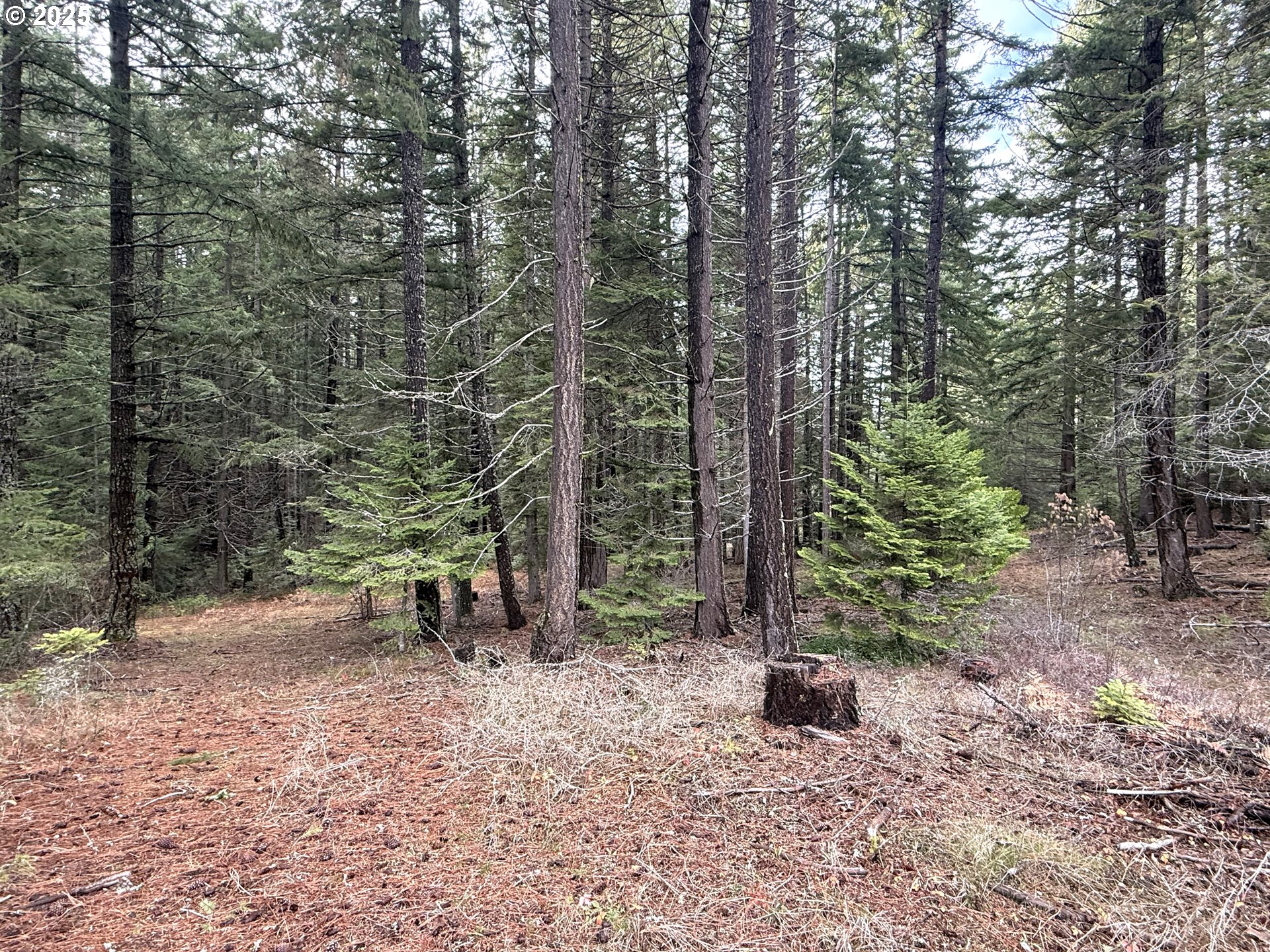 627 Canyon Road Lyle, WA 98635 - Photo 15 of 22 a view of a forest with trees in the background