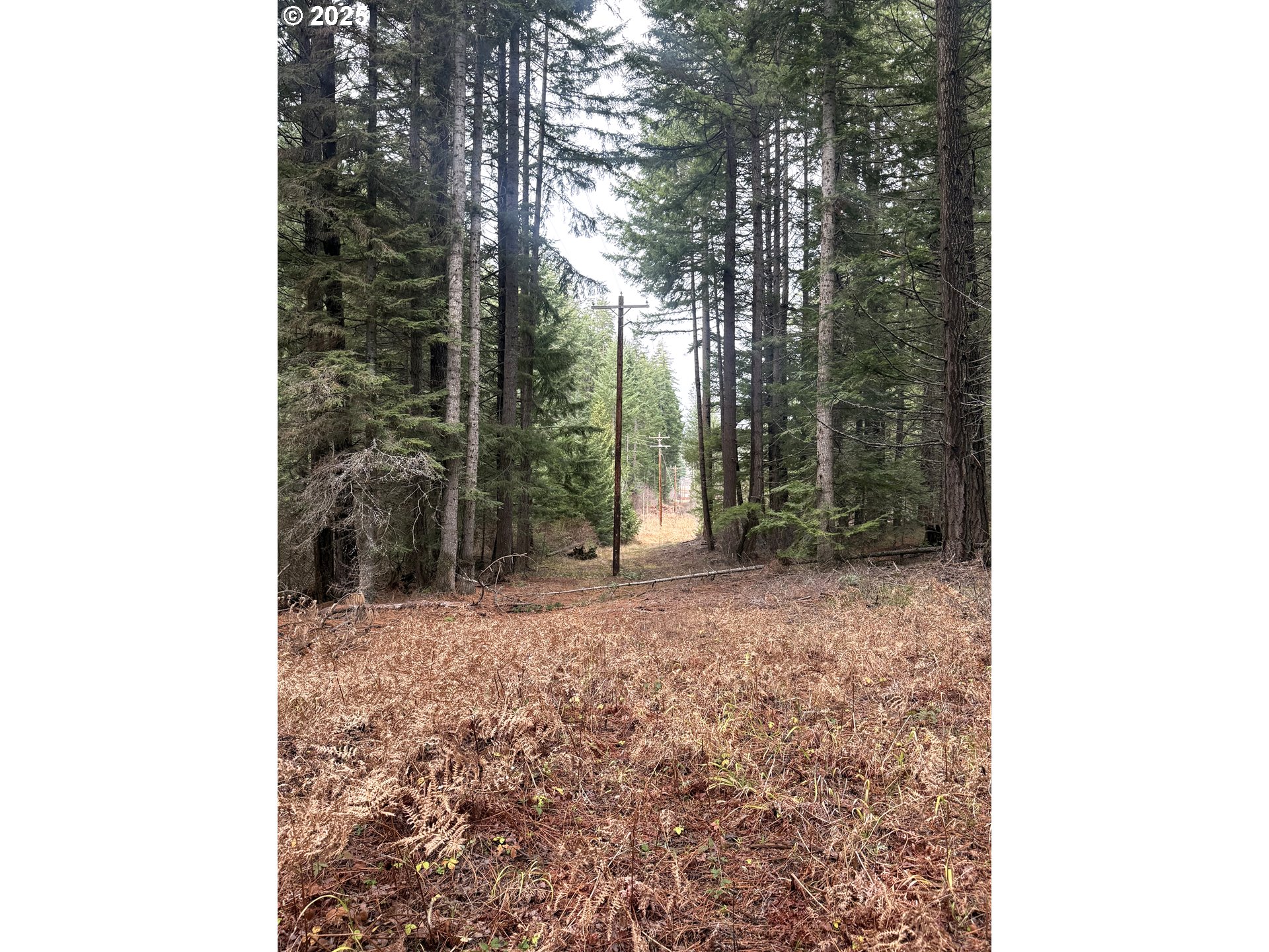 627 Canyon Road Lyle, WA 98635 - Photo 16 of 22 a view of a yard with trees
