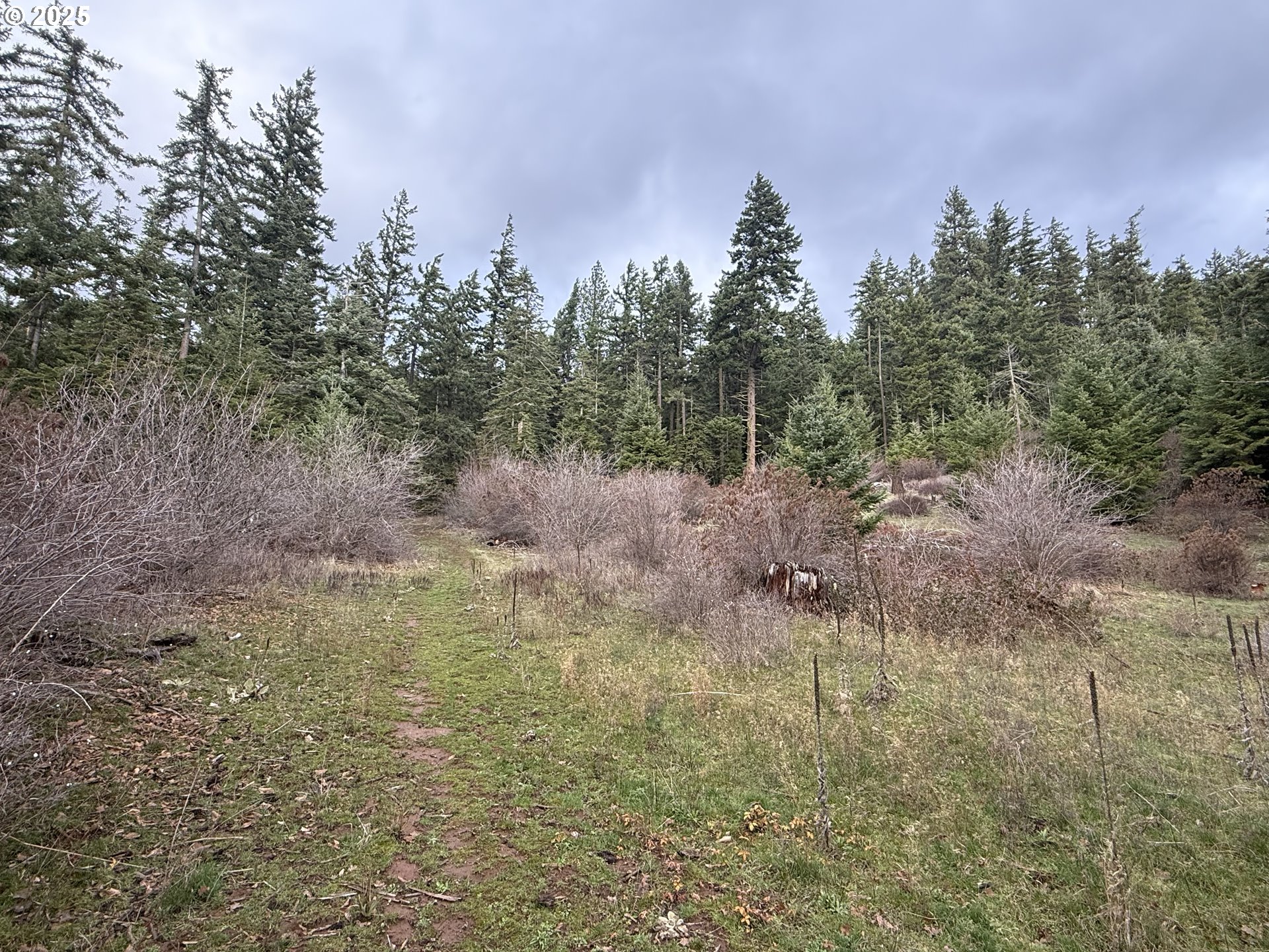 627 Canyon Road Lyle, WA 98635 - Photo 5 of 22 a view of a forest with trees in the background