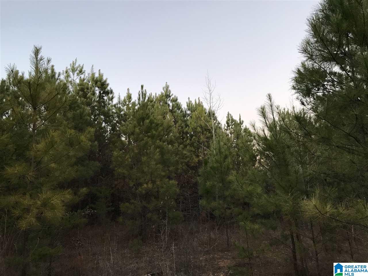16056 House Road, Unit 16056 Brookwood, AL 35444 - Photo 4 of 11