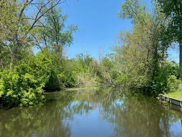 a view of a yard with plants and large trees