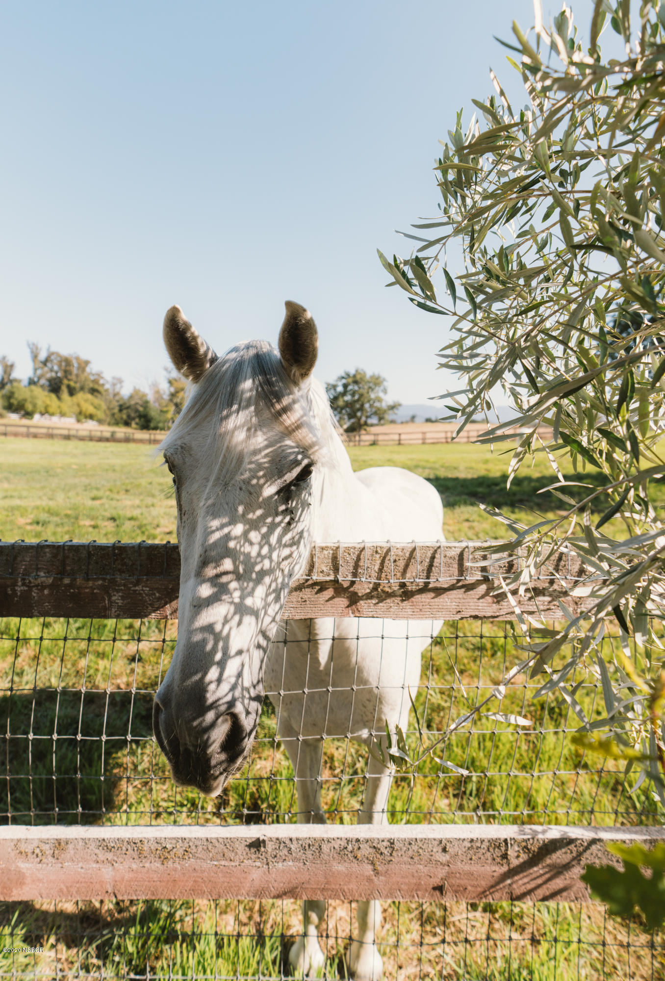 1721 North Refugio Road Santa Ynez, CA 93460 - Photo 58 of 59 Spirit
