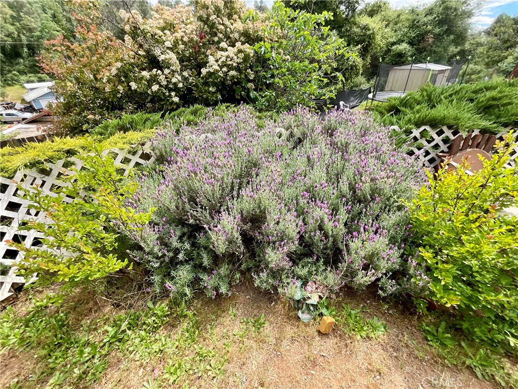 7282 Marin Street Nice, CA 95464 - Photo 21 of 69 a view of a garden