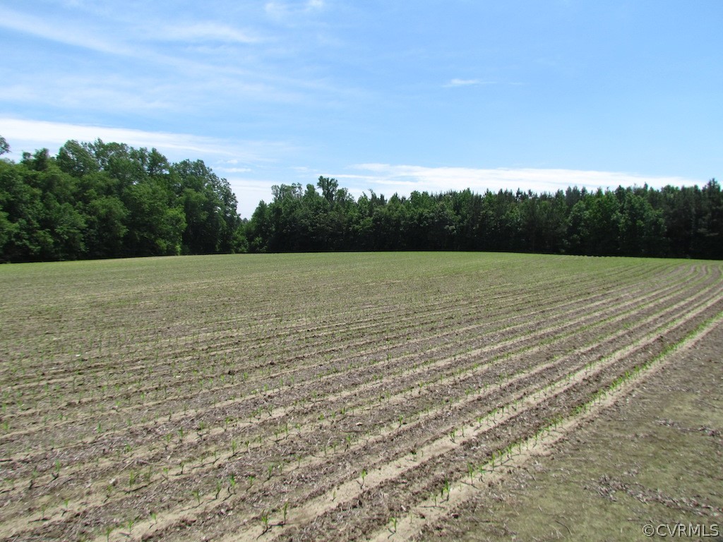 276-ac Webb Road Disputanta, VA 23842 - Photo 24 of 50 Gallery Image 24