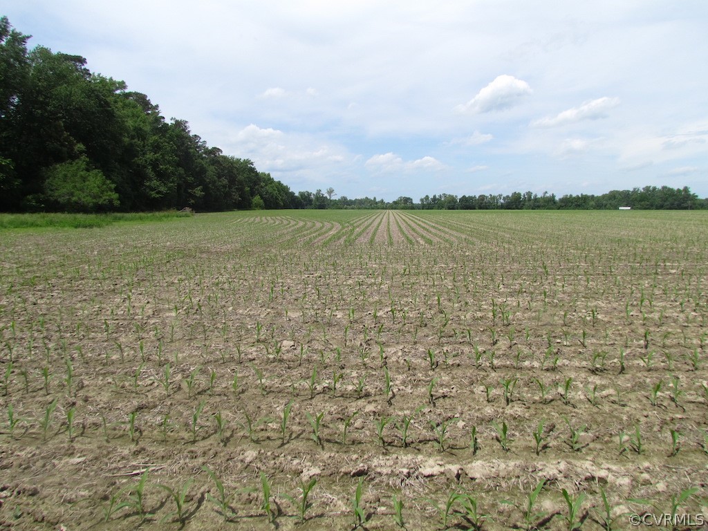 276-ac Webb Road Disputanta, VA 23842 - Photo 45 of 50 Gallery Image 45