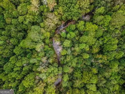 a view of a lush green forest with a tree