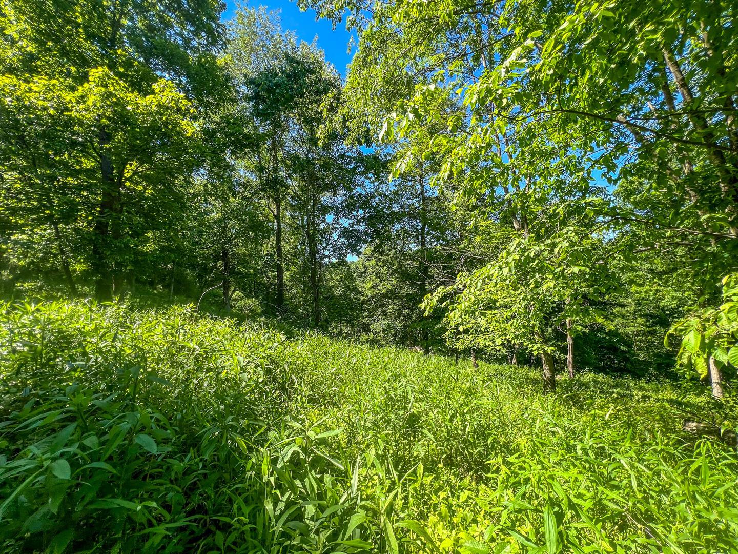0 Rush Run Road Rayland, OH 43943 - Photo 11 of 24
