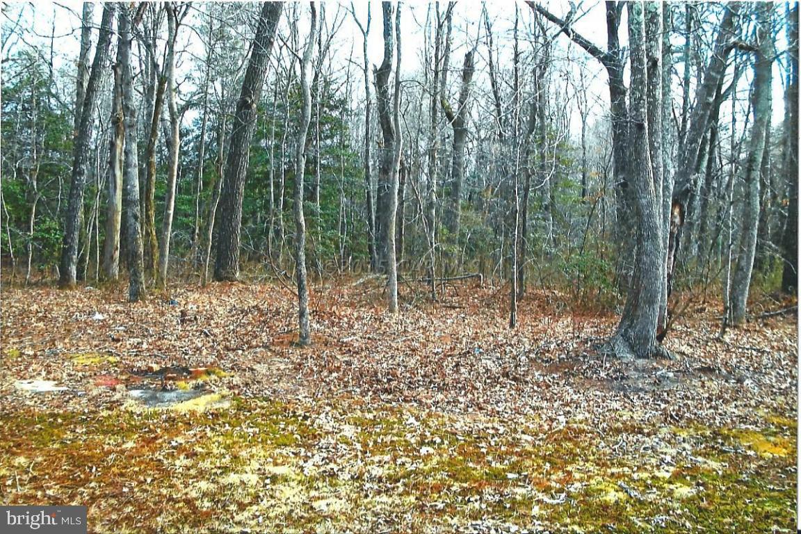 Lot 2 Mt Olive Road Salisbury, MD 21804 - Photo 1 of 3 a backyard of a house with lots of green space