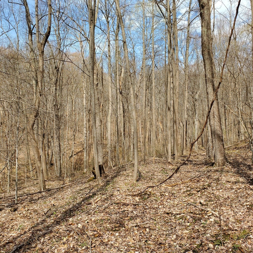 0 State Rt 772 Rarden, OH 45671 - Photo 11 of 37 Gallery Image 11