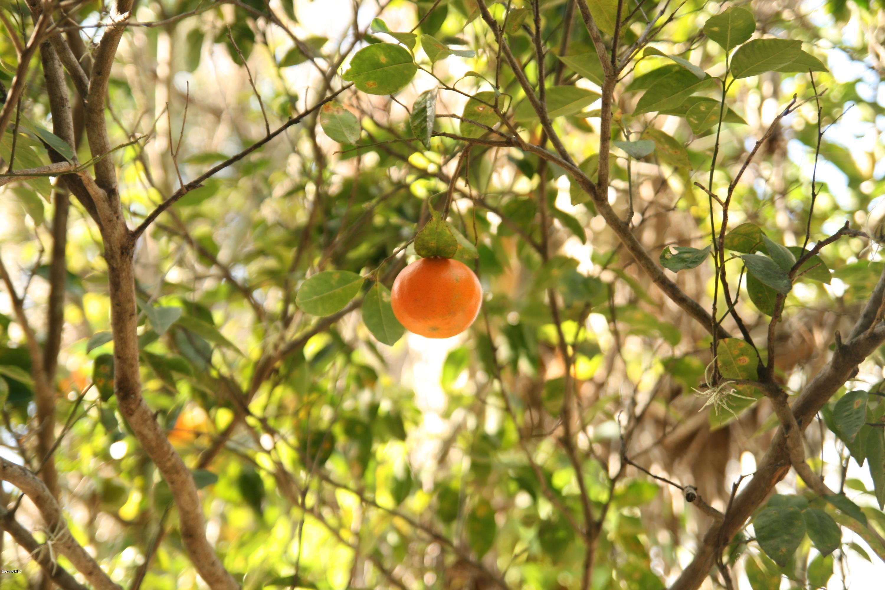 285 East Crisafulli Road Merritt Island, FL 32953 - Photo 18 of 25 citrus tree