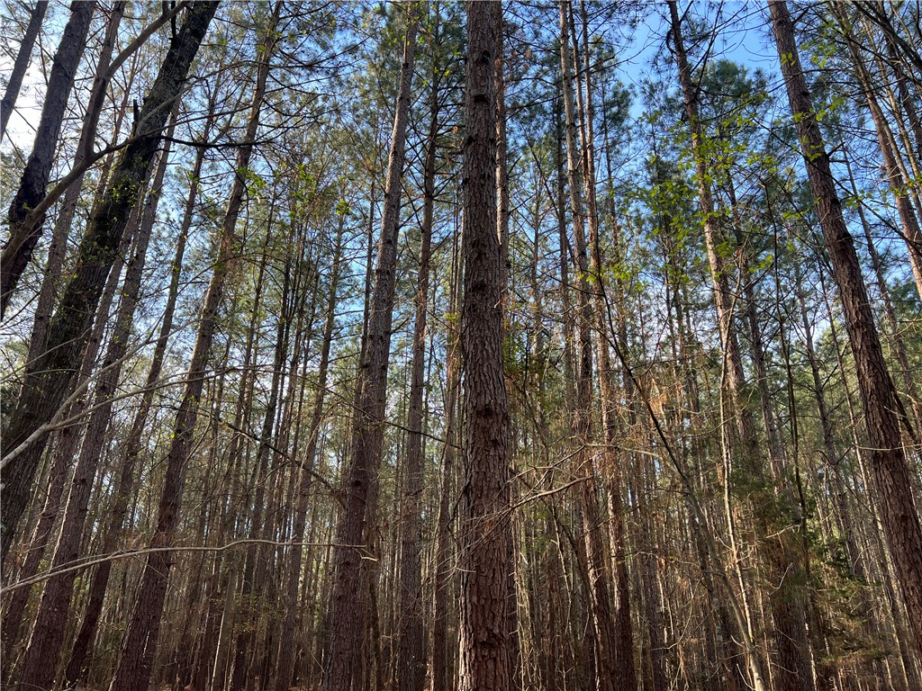 0 Bell Field Road McCormick, SC 29835 - Photo 11 of 14 Mature trees create a natural, private setting perfect for a serene home.