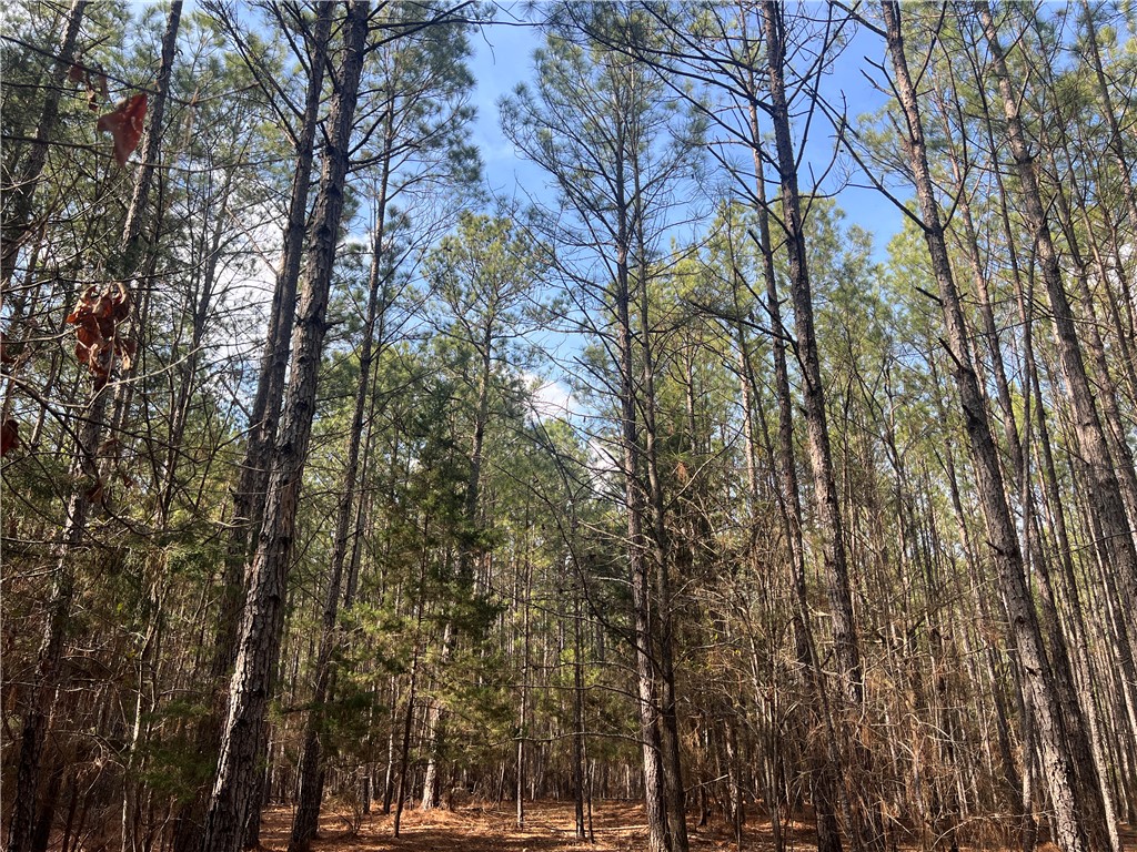 0 Bell Field Road McCormick, SC 29835 - Photo 12 of 14 Mature trees offer a natural, private setting perfect for your future home.