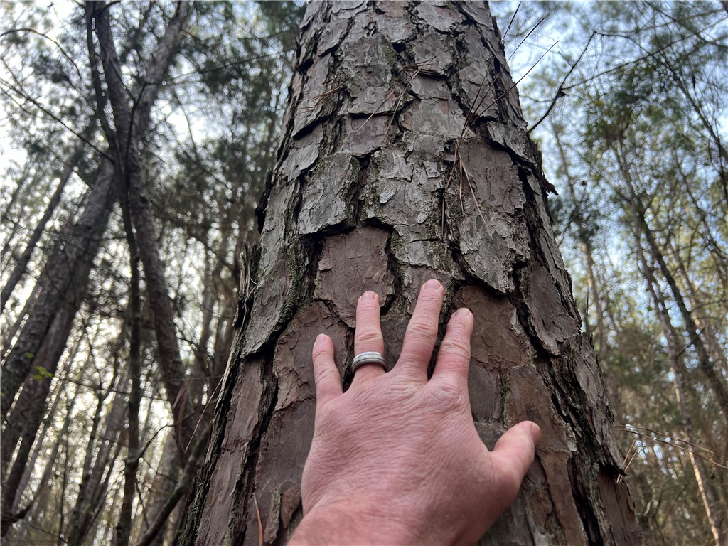 0 Bell Field Road McCormick, SC 29835 - Photo 14 of 14 This tranquil forest scene features mature trees, offering a serene and private setting.