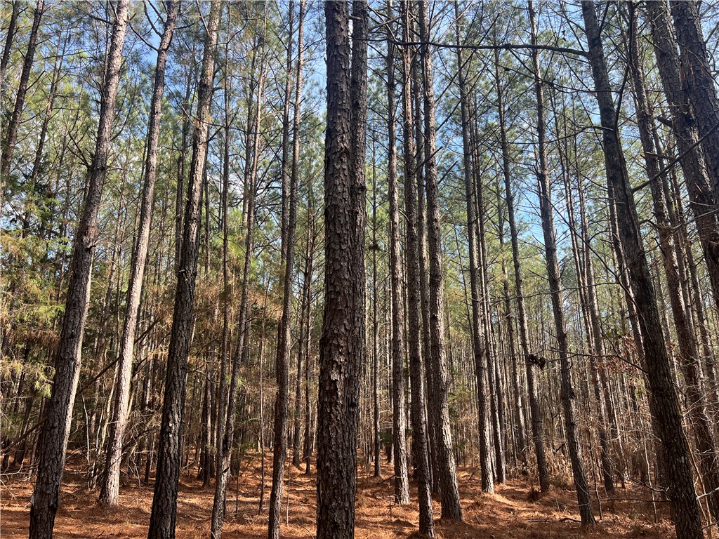 0 Bell Field Road McCormick, SC 29835 - Photo 8 of 14 This tranquil forested area provides a serene setting for a peaceful retreat.