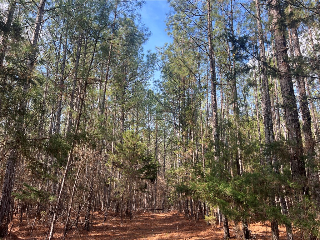 0 Bell Field Road McCormick, SC 29835 - Photo 9 of 14 Find tranquility amidst nature with this beautiful wooded property, offering privacy and natural beauty.