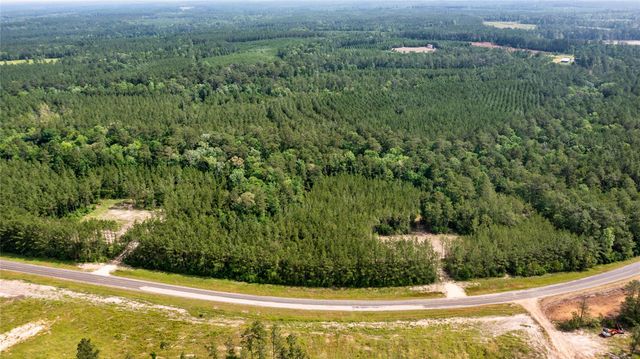 a view of a forest with trees in the background
