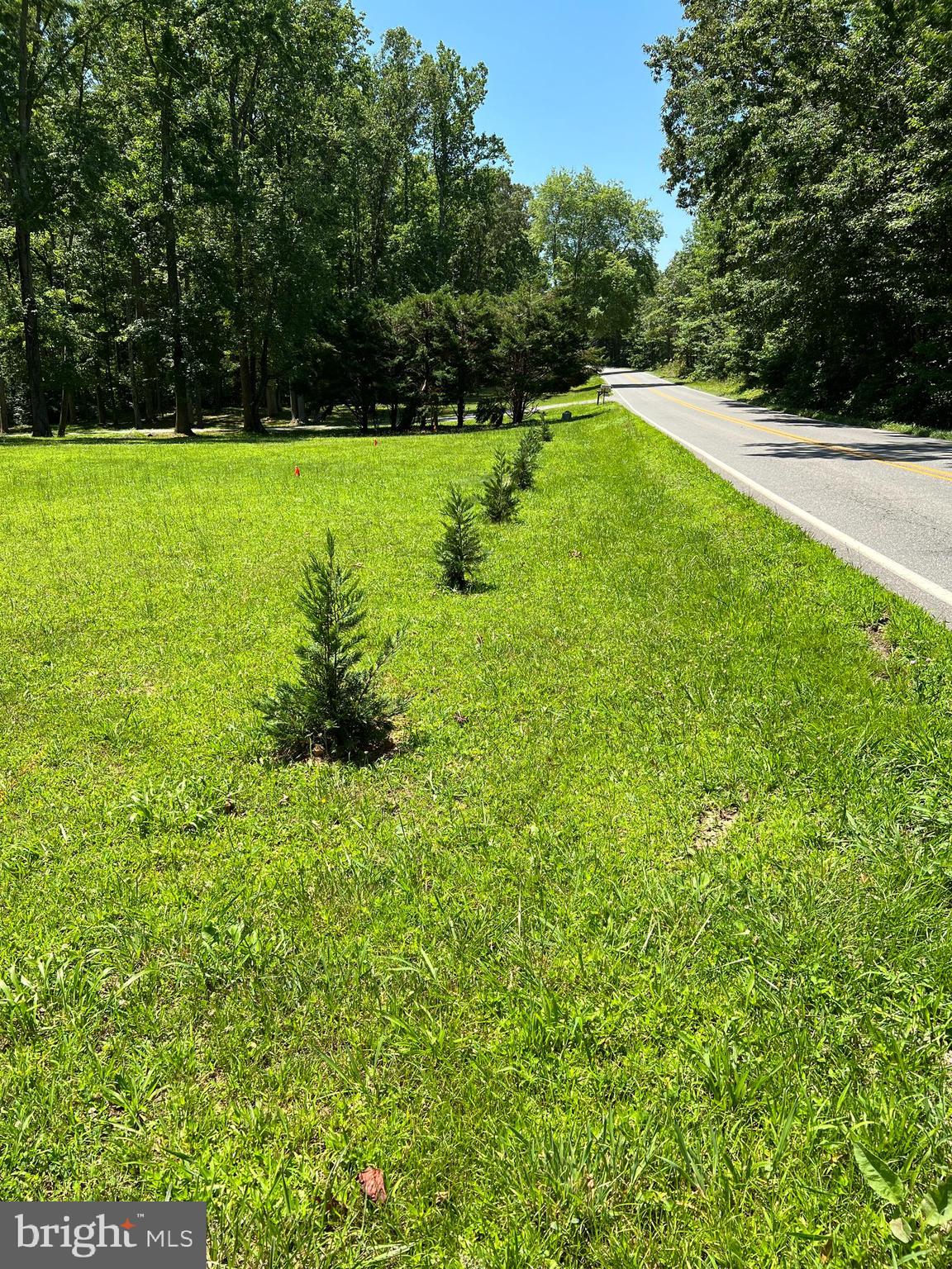 5331 Partlow Road Partlow, VA 22534 - Photo 43 of 45 7 new trees planted for visual barrier.
