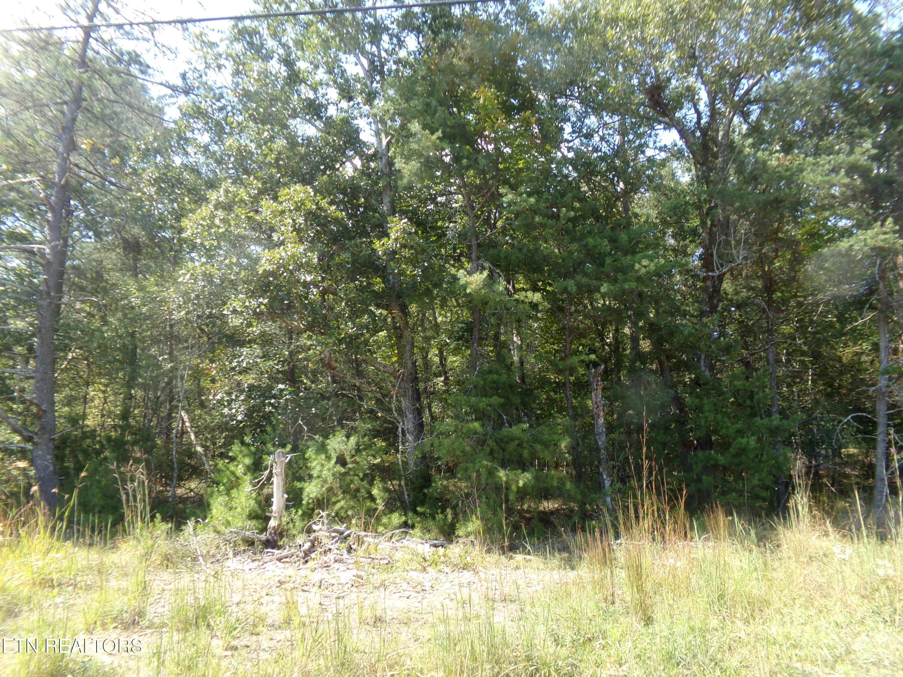 3020 Oswego Road Crossville, TN 38572 - Photo 4 of 7 Wooded Lot