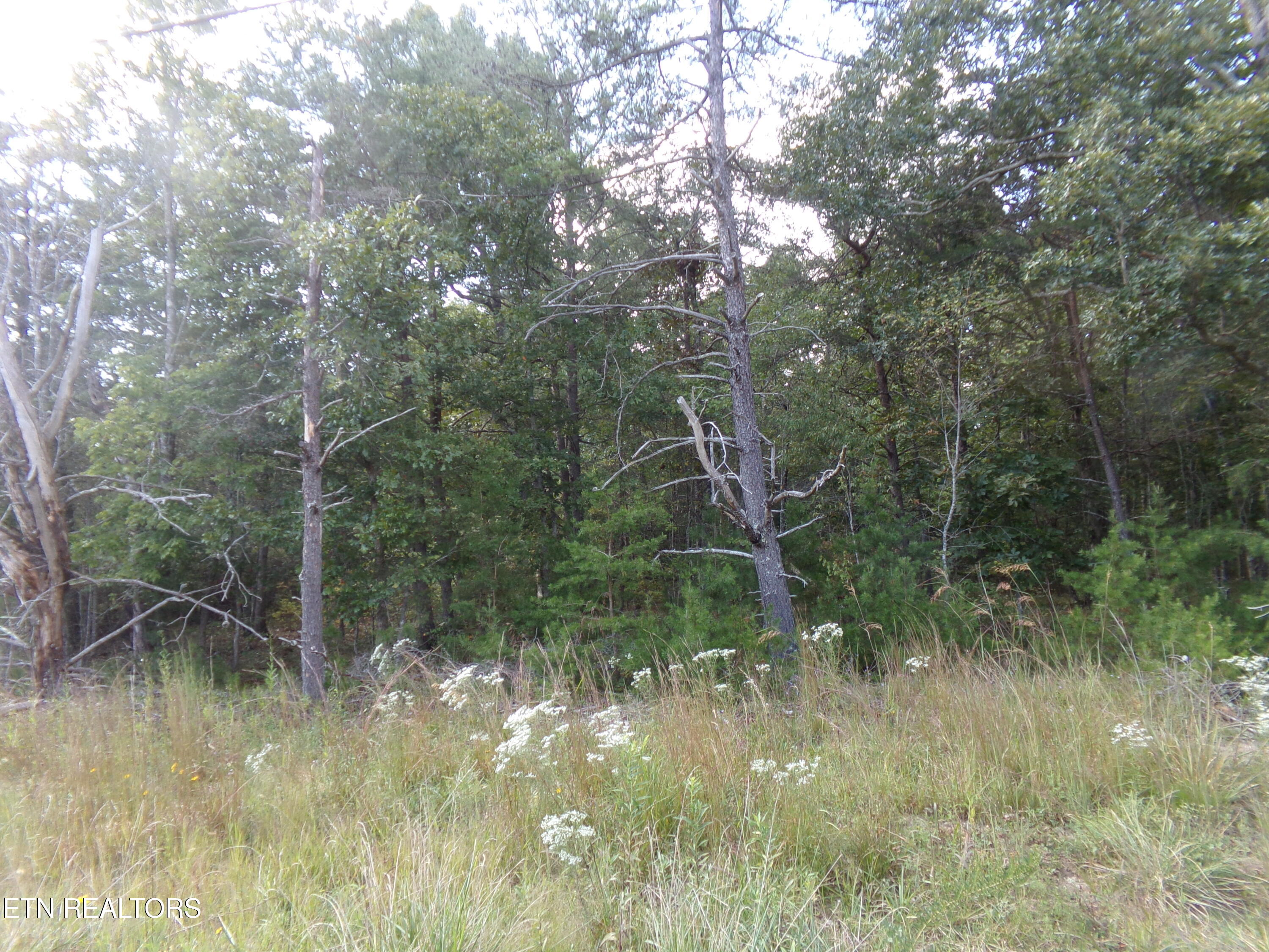 3020 Oswego Road Crossville, TN 38572 - Photo 6 of 7 Front of Lot