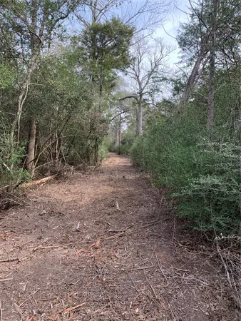 a view of a forest with trees