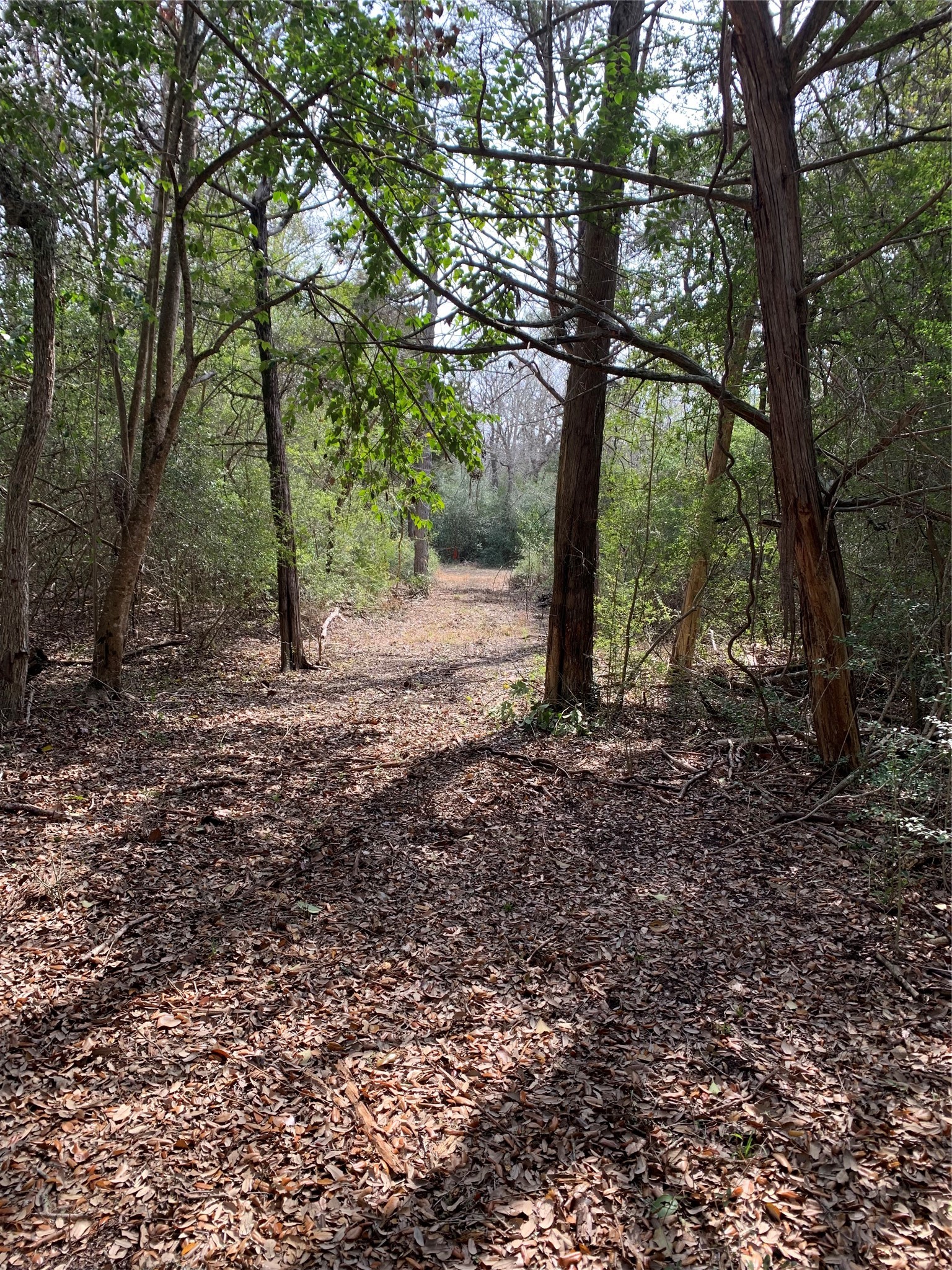 2551 Jurecka Road Fayetteville, TX 78940 - Photo 18 of 22 a view of a forest with trees