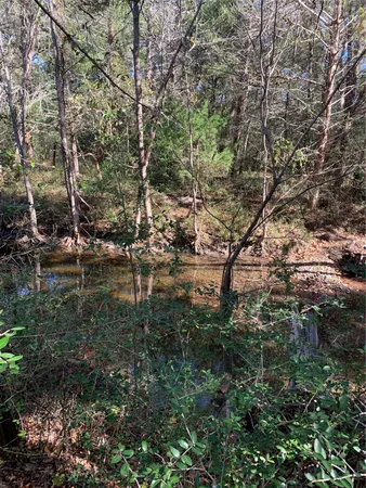 a view of a tree in a yard