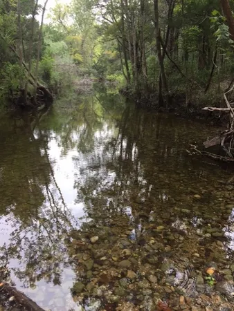 a view of a tree in a yard