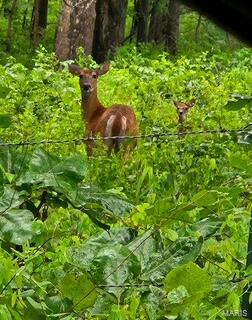 15620 County Rd WW-A Mountain View, MO 65548 - Photo 25 of 52
