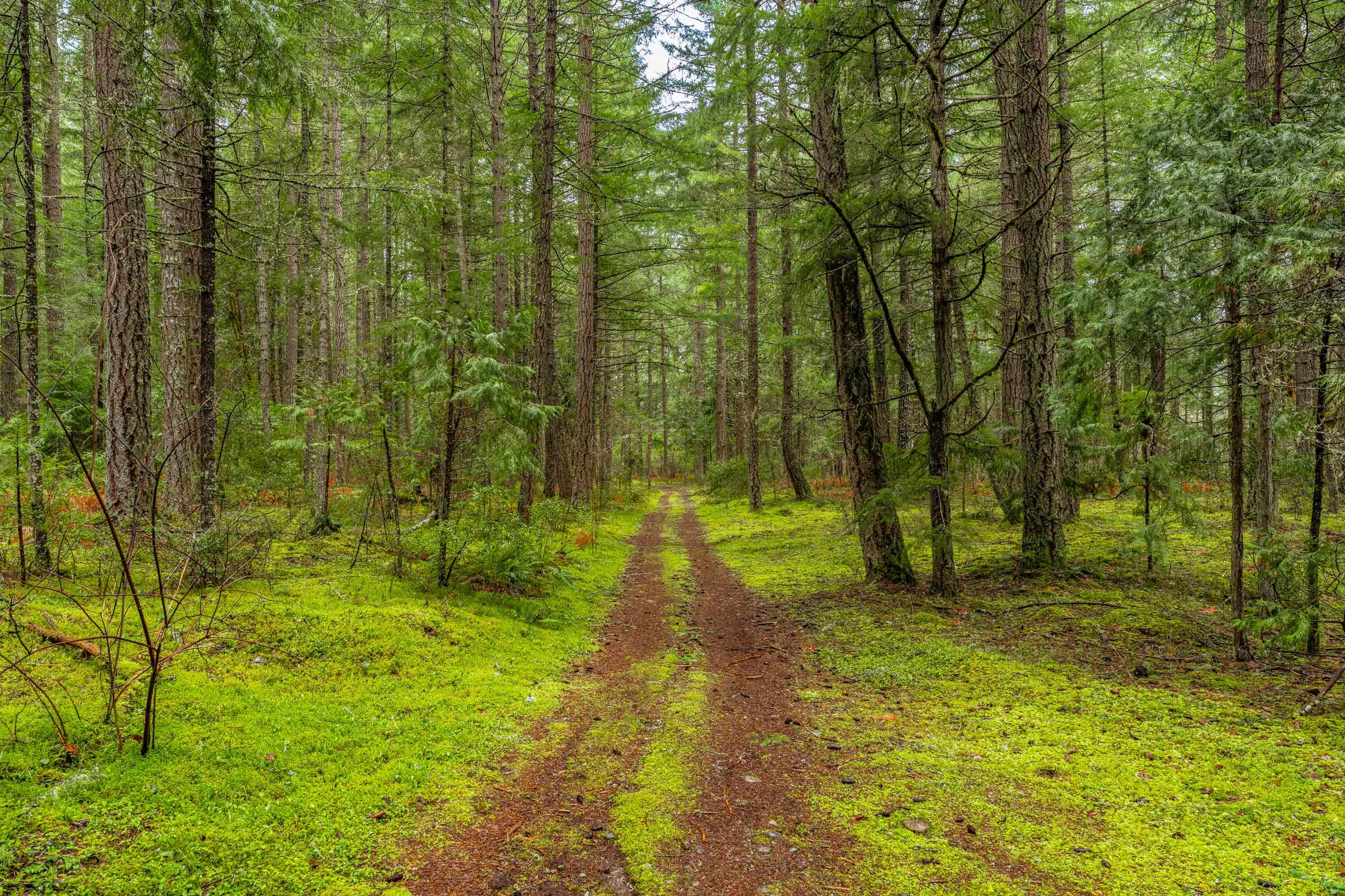 0 Upper Cow Creek Road Azalea, OR 97410 - Photo 5 of 28 EXT2 (13 of 19)